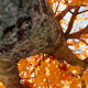 Illustration for article titled Shooting Challenge Fall Leaves Gallery 8